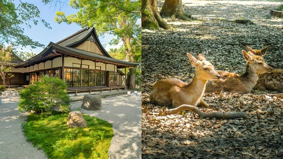 奈良不只有鹿公園！日本第一古都推薦玩法，跟著內行人細品奈良慢旅之美