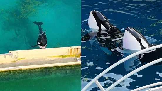 無人機喚醒等死虎鯨，哀傷舞姿瘋傳全球心碎！動保新法竟害牠們被棄一年靜待死期？法政府最新回應曝光