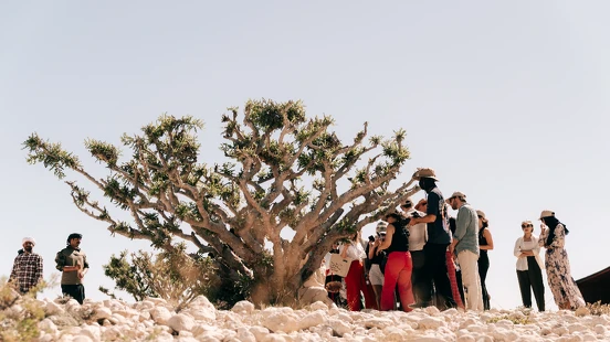 探索阿曼乳香的秘密，乳香為什麼成為近代香水界崛起最熱門的香材？