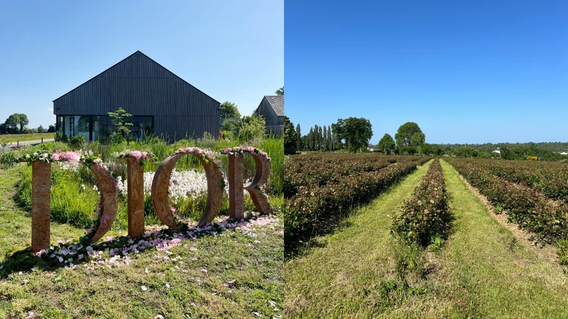 迪奧岡維拉玫瑰花園。 迪奧岡維拉玫瑰花園。