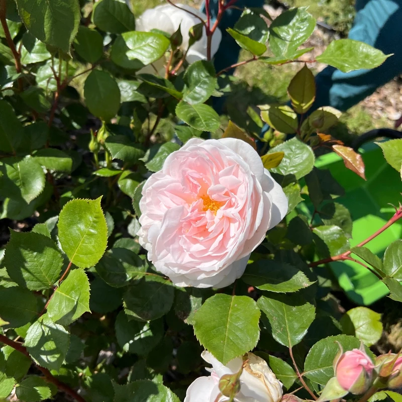 岡維拉玫瑰。 岡維拉玫瑰。