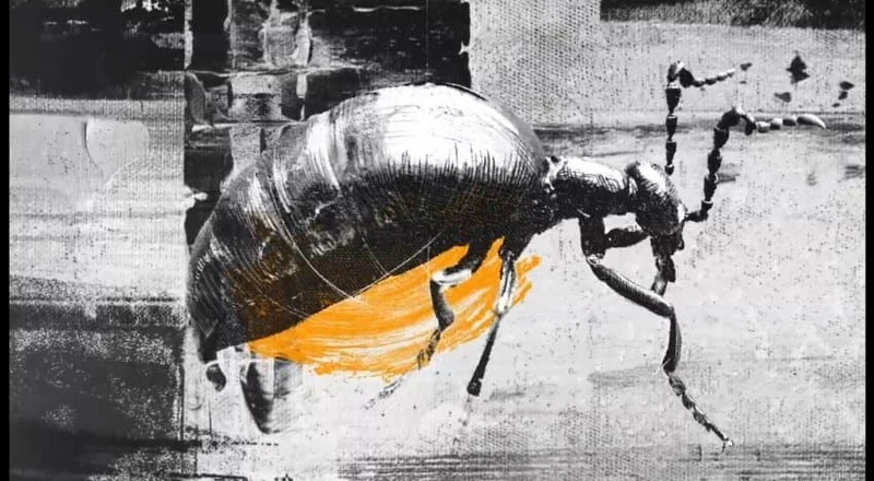 Photo/《家母螳螂》片頭畫面截圖 Photo/《家母螳螂》片頭畫面截圖