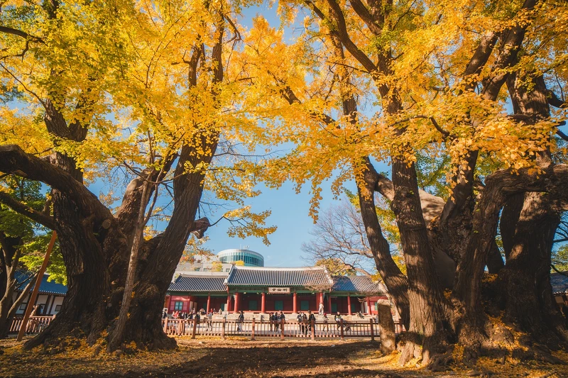成均館明倫堂(Photo/首爾市政府FB)。 成均館明倫堂(Photo/首爾市政府FB)。