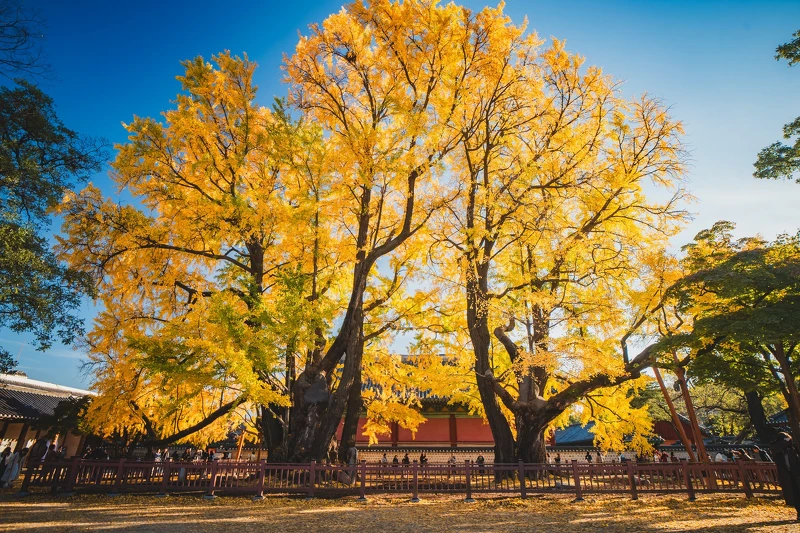 成均館明倫堂的大銀杏樹(Photo/首爾市政府FB)。 成均館明倫堂的大銀杏樹(Photo/首爾市政府FB)。