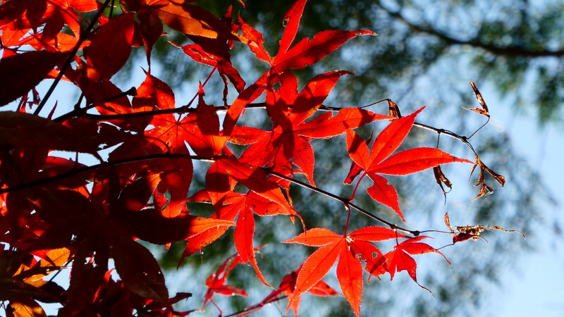 Photo/FB@奧萬大情報站 Photo/FB@奧萬大情報站