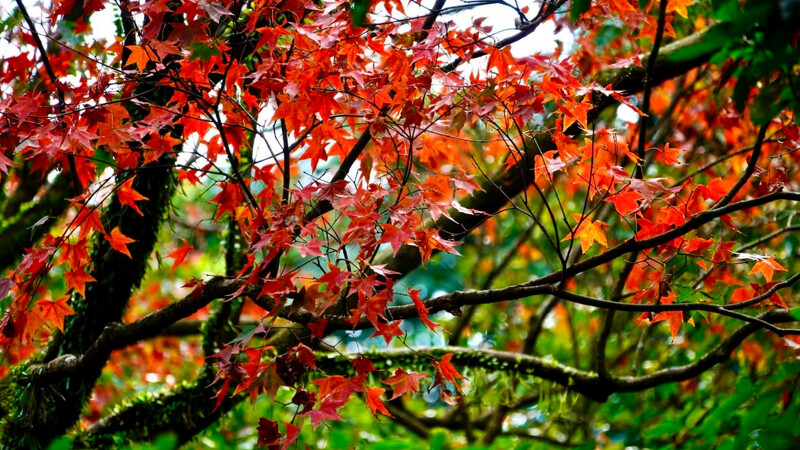 陽明山台北奧萬大。Photo/FB@台北奧萬大 陽明山台北奧萬大。Photo/FB@台北奧萬大