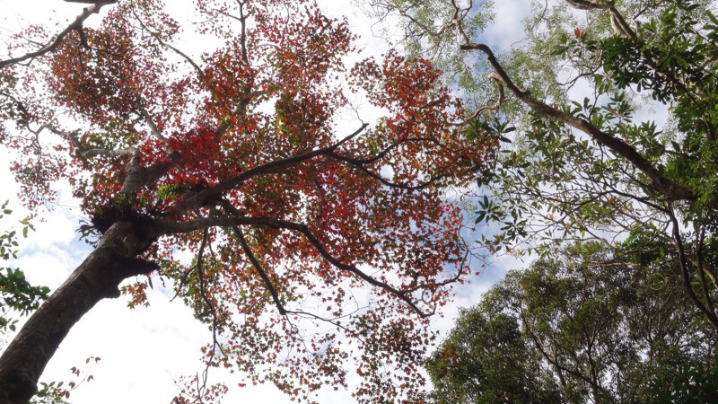 苗栗馬那邦山登山步道。Photo/FB@台灣山林悠遊網 苗栗馬那邦山登山步道。Photo/FB@台灣山林悠遊網