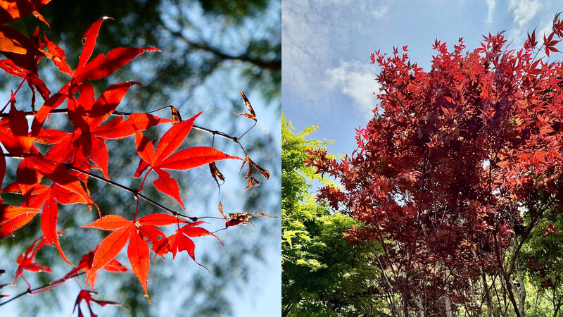 南投奧萬大國家森林遊樂區。Photo/FB@奧萬大情報站 南投奧萬大國家森林遊樂區。Photo/FB@奧萬大情報站