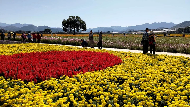 2024年新社花海实景 2024年新社花海实景