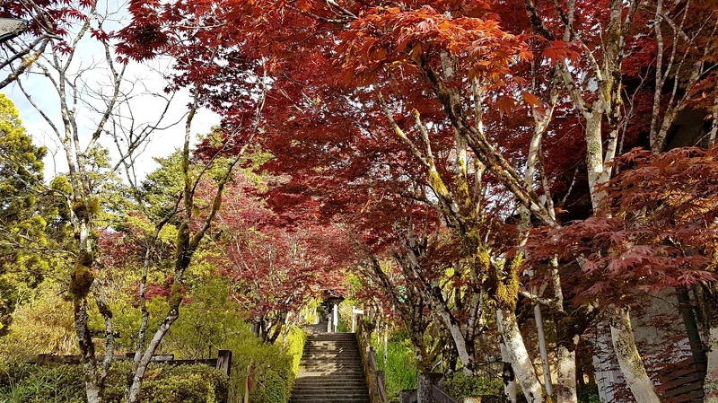 宜蘭太平山國家森林遊樂區。Photo/FB@太平山國家森林遊樂區 宜蘭太平山國家森林遊樂區。Photo/FB@太平山國家森林遊樂區