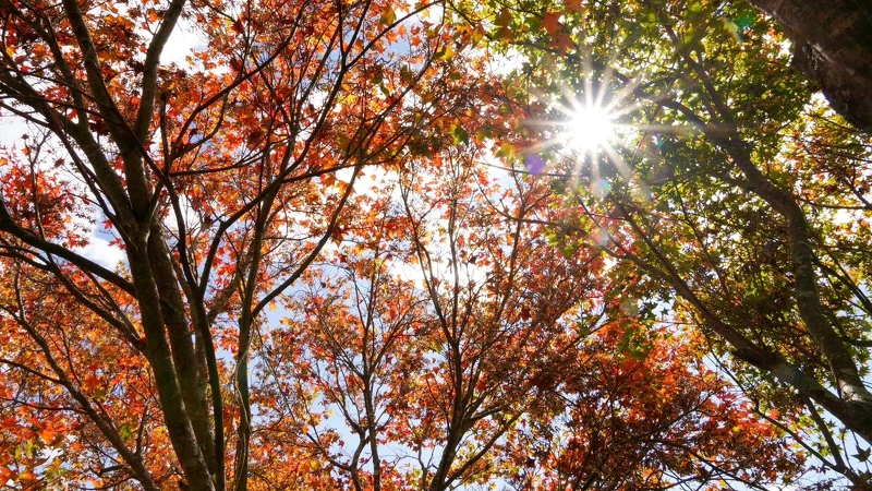 台中武陵農場。Photo/FB@武陵農場 台中武陵農場。Photo/FB@武陵農場