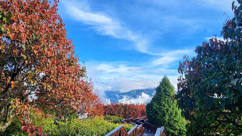 嘉義阿里山國家森林遊樂區。Photo/FB@林業及自然保育署嘉義分署 嘉義阿里山國家森林遊樂區。Photo/FB@林業及自然保育署嘉義分署