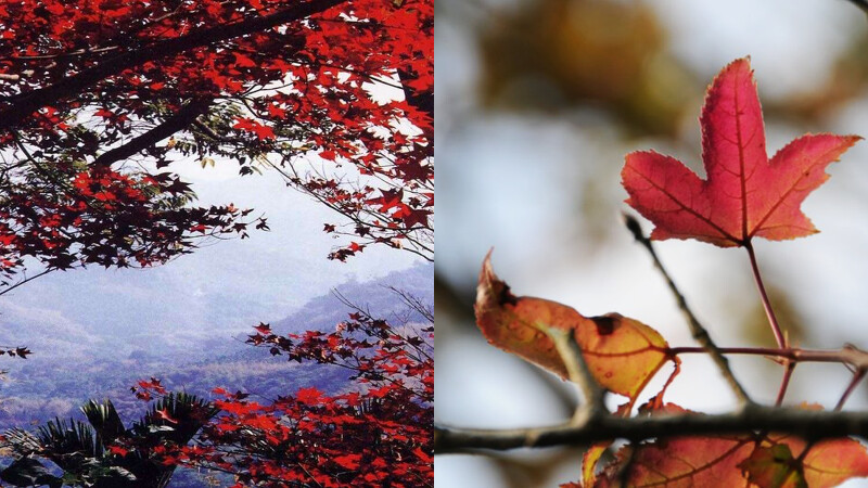 台南紅葉公園。Photo/FB@台南旅遊網、西拉雅國家風景區管理處 台南紅葉公園。Photo/FB@台南旅遊網、西拉雅國家風景區管理處