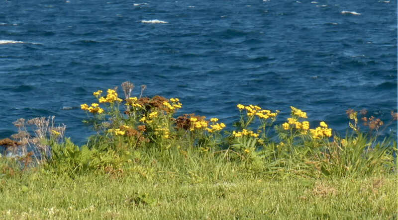 Photo / 塔羅耳語