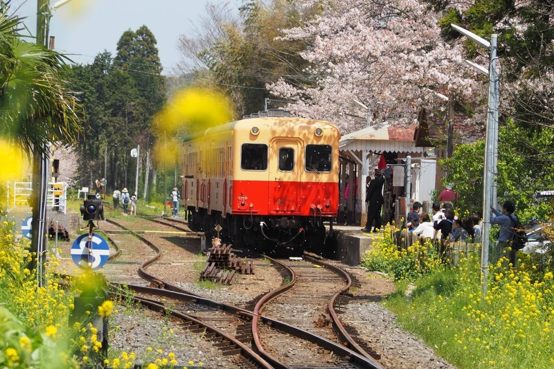 千葉人氣王鐵道—「小湊鐵道」。 千葉人氣王鐵道—「小湊鐵道」。