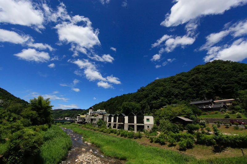 「百年草」(ひゃくねんそう)。 「百年草」(ひゃくねんそう)。