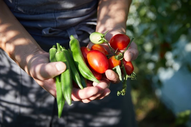 能自行取用園區蔬果。