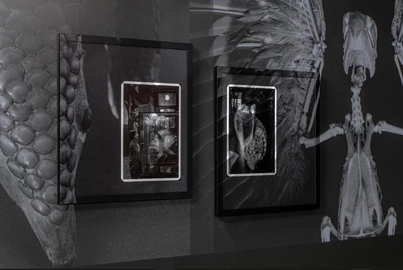 展出現場｜北師美術館提供，攝影：dulub studio