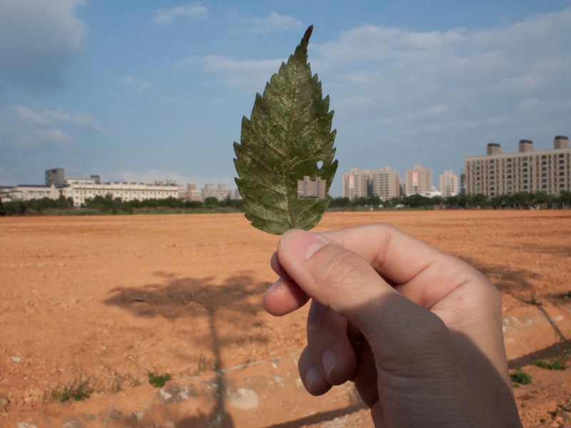 王雅慧,《葉洞》,2011,微噴輸出於半光面相紙,37.5 × 50公分(×6)。臺北市立美術館典藏。 王雅慧,《葉洞》,2011,微噴輸出於半光面相紙,37.5 × 50公分(×6)。臺北市立美術館典藏。