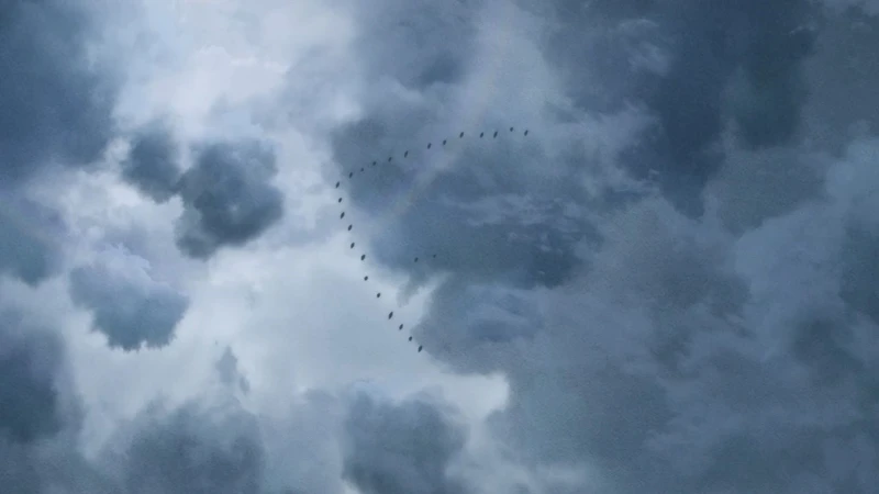 整段蒙太奇手法表現姊妹要脫離家族，以大雁群飛中有兩隻脫隊的雁鳥比喻