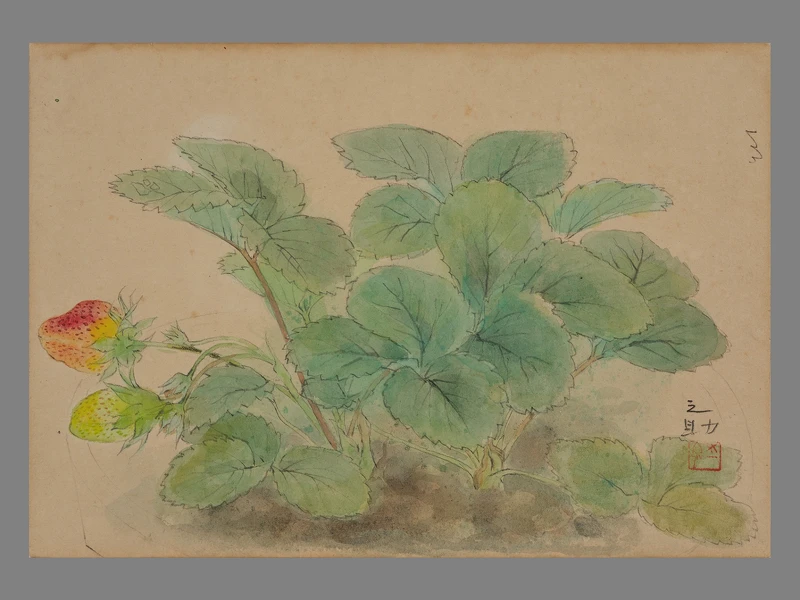 「大肚之盟：山海間的物際外交」展出作品：林之助，《草莓》，年代待考，水干顏料、宣紙，17.5✕24.5 cm，臺中市立美術館典藏。圖片來源：臺中市立美術館提供