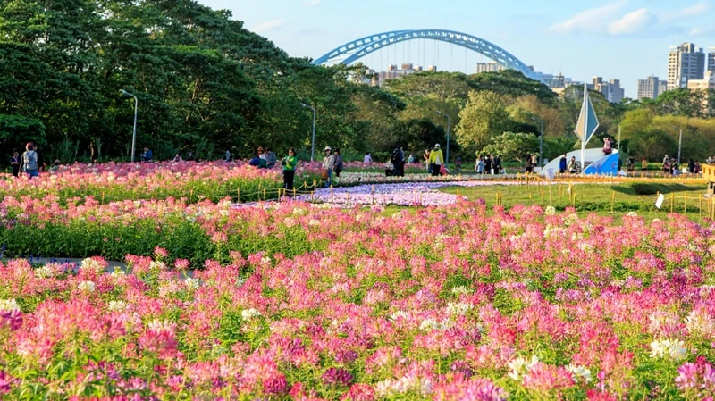 古亭花海往年照片，Photo／曹正邦