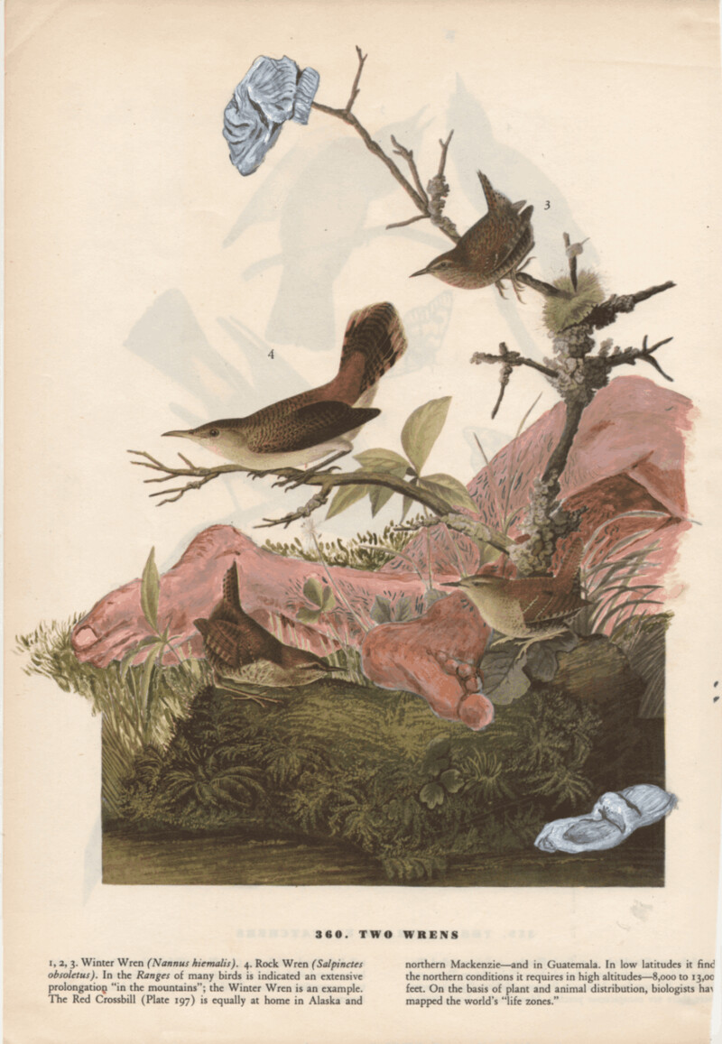 蔡咅璟《The Birds of New York-Two Wrens》，古籍、壓克力彩，2025