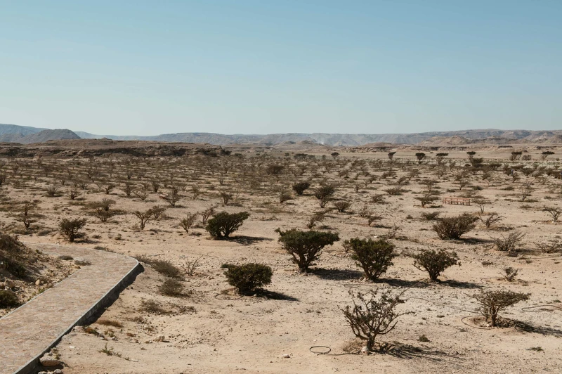 由聯合國教科文組織保護的瓦迪道卡乳香樹林。&copy; Amouage
