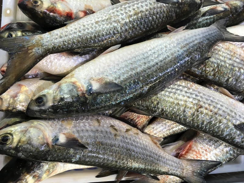 烏魚子本質上是雌性烏魚（學名為「鯔魚」：Mugil cephalus）的卵巢。