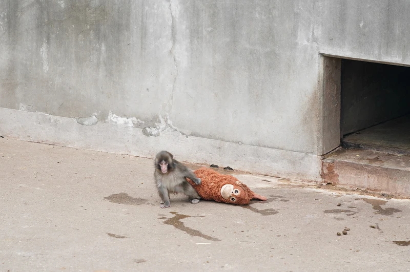 Photo / 市川市役所