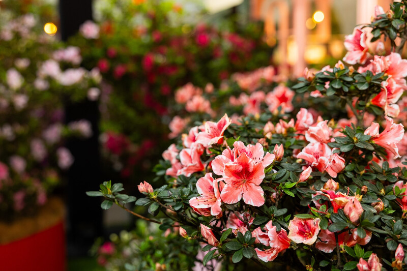 《新北花Young101》。