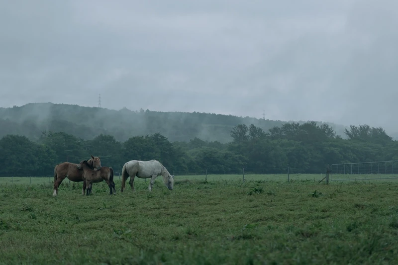 Azuma Farm Koiwai 說的是森林、山脈與傳統農業。