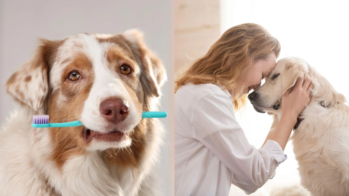 毛孩口臭不是小事?獸醫提醒:可能牽連全身健康