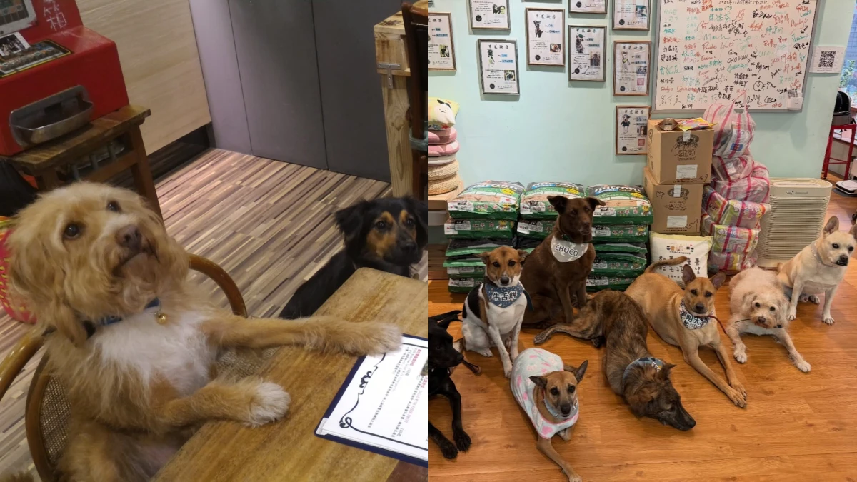 浪浪化身專業店員!台中「攜旺cafe」導盲犬訓練師打造暖心咖啡廳,狗派不能錯過