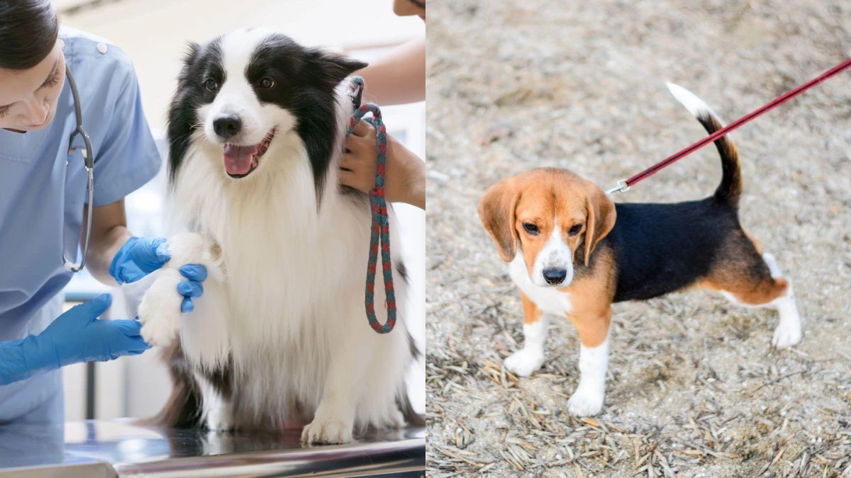 【毛孩研究室】新手飼主必看！狗狗疫苗種類與施打時間懶人包，打完記得留院觀察30分鐘