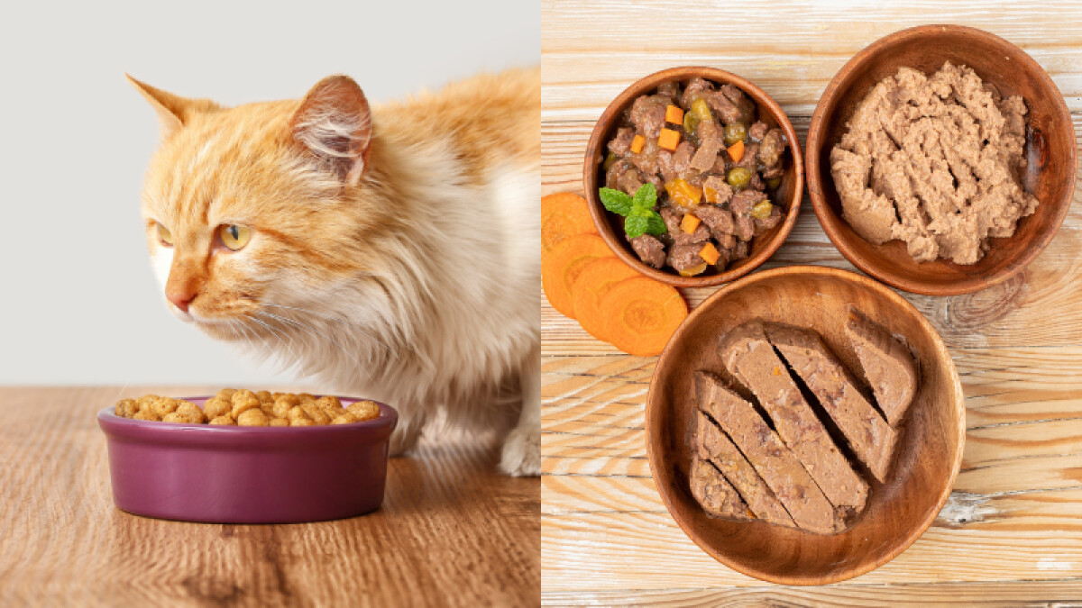 【毛孩研究室】貓咪一定要轉食嗎？全濕食、半濕食的 5 個安心轉換步驟