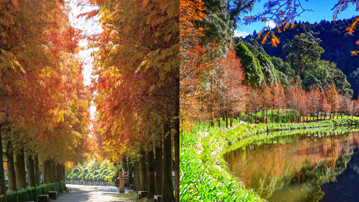 2026全台落羽松景點推薦！5大秘境精選：台北捷運秘境到「台版兼六園」，捕捉冬季限定焦糖森林