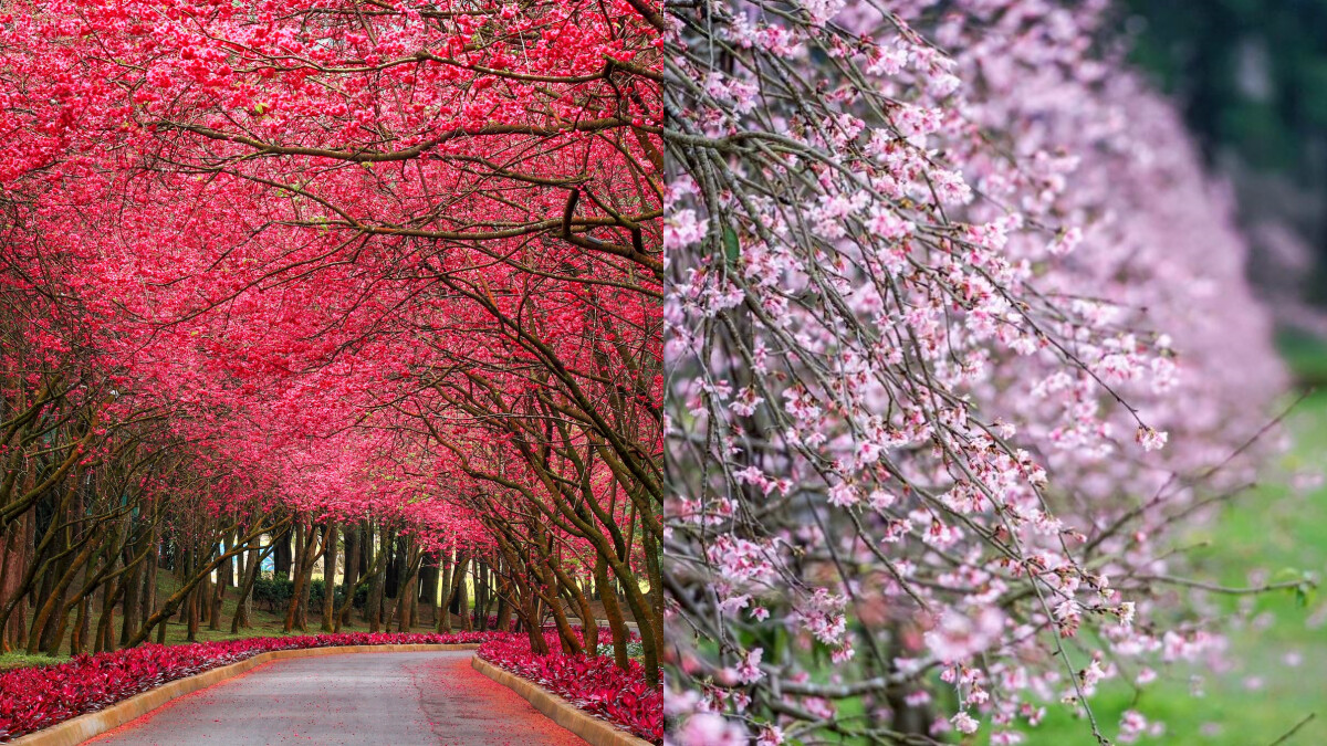 2026九族櫻花祭全攻略|40週年限定盛典、5000棵櫻花花期、夜櫻燈光秀時間、交通門票資訊總整理
