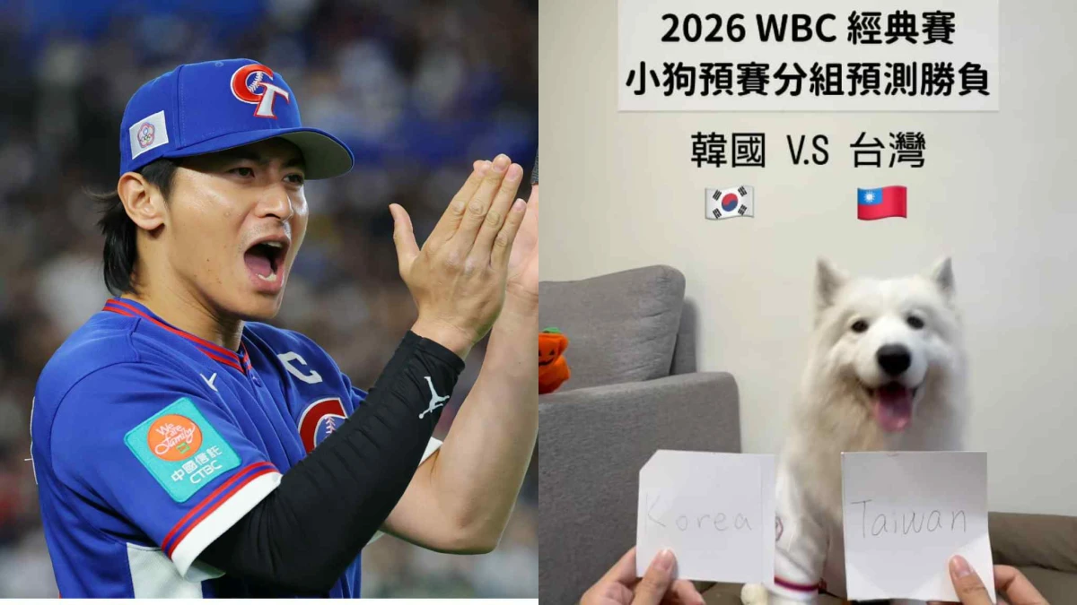 薩摩耶命中WBC中華隊贏韓國！成功預測台灣2勝2敗，網友直呼「台灣神犬」