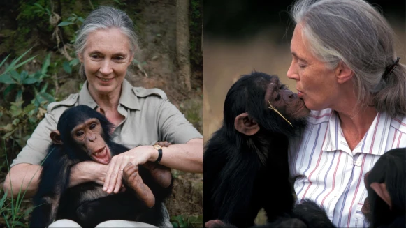 珍古德博士過世享耆壽91歲！被稱黑猩猩之母，用一生守護自然