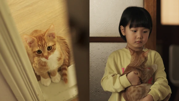 衛生紙準備好!韓片《跟著貓走遇見愛》5大亮點,秋天必看的療癒系電影