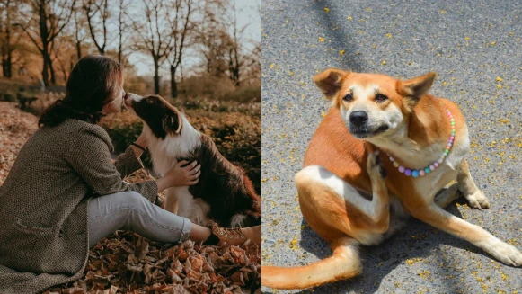 入秋毛孩皮膚敏感期來襲！換季保養重點一次看，教你有效預防毛孩皮膚病