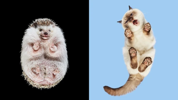 立陶宛攝影師花10年拍出「動物另一面」超可愛爆紅：「我們只看見了最熟悉且平凡的角度。」