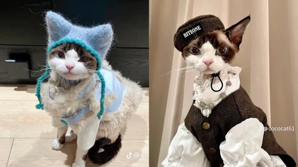 這隻時尚小貓必須追蹤！帥氣小表情+時髦衣品萌翻了，可鹽可甜比你還會穿搭！