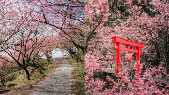 新北賞櫻秘境「三峽大熊櫻花林」美瘋！4000棵櫻花海、夜櫻點燈太浪漫，花期與門票交通接駁全攻略