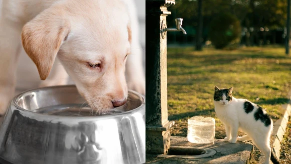 【毛孩研究室】家中毛孩水喝夠嗎？簡易公式教你計算+7個小技巧提升喝水量