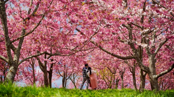 2026福壽山千櫻園賞櫻指南！6000棵粉嫩櫻花蓄勢待發，滿開日期預測、門票價格、野餐新制懶人包