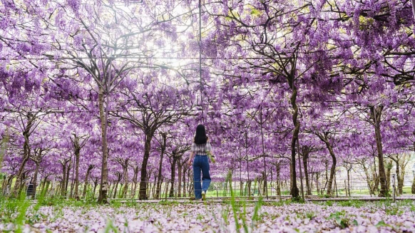 全台最大淡水紫藤花園公開2026花期！上千株夢幻花瀑開放17天，春季限定仙境必須朝聖