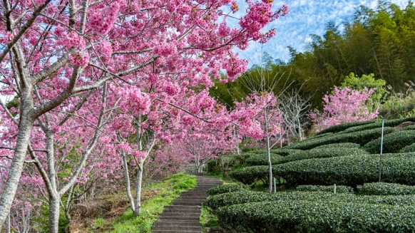 2026阿里山花季攻略｜浪漫粉色仙境3/10登場：8大種櫻花花期、交通管制與接駁專車資訊總整理