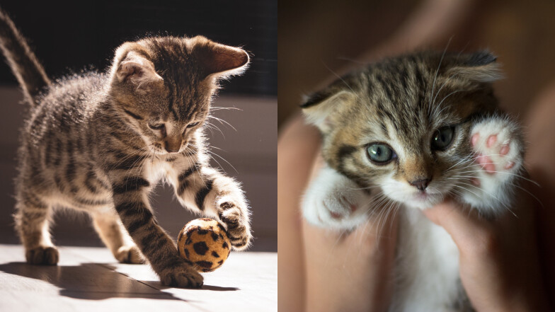 迎接新成員！從環境到互動，讓幼貓與舊貓都快樂適應的照護全攻略